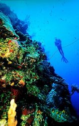 Roatan, Honduras. by Shawn Jackson 